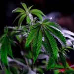 Семена конопли описание и применение image_144.jpg