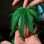 Автоцветущие и фотопериодные семена каннабиса различия и выбор image_145.jpg