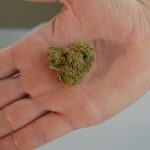 Семена конопли Amnesia Lemon feminised от Barneys Farm image_201.jpg