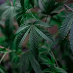 Почему не прорастают семена конопли и как решить эту проблему image_203.jpg