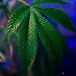 Продажа семян марихуаны и аспекты культивации каннабиса image_272.jpg