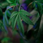 Свойства и использование семян конопли Сатива image_371.jpg