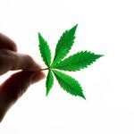 Феминизированные Автоцветущие Семена Каннабиса Преимущества и Особенности Выращивания image_411.jpg