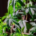 Покупка семян конопли через интернет: преимущества и риски image_44.jpg