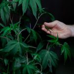 Выращивание конопли в гидропонике image_479.jpg