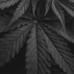 Преимущества и применение молотых семян конопли image_525.jpg