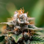 Преимущества покупки семян конопли на проверенном сайте image_557.jpg