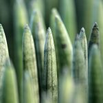 Полезные свойства и применение семян конопли images104.jpg