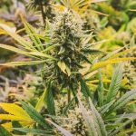 Семена конопли Auto Buddha Vesta feminised от Buddha Seeds images12.jpg