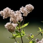 Семена конопли полезные свойства и применение в Екатеринбурге images163.jpg