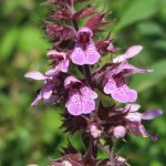 Питательная ценность и польза семян конопли для здоровья images265.jpg