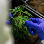 Сорт конопли Auto Sweet Trainwreck feminised от Ganja Seeds images365.jpg