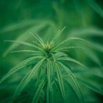 Покупка семян конопли на специализированных форумах: преимущества и особенности images403.jpg