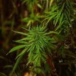 Семена конопли полезные свойства и применение images78.jpg