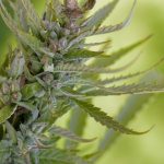 Семена конопли Outlaw Amnesia feminised от Dutch Passion Seeds images85.jpg