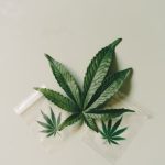 Почему не прорастают семена конопли и как решить эту проблему image_142.jpg