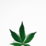 Карликовая Конопля Преимущества и Особенности Выращивания image_17.jpg