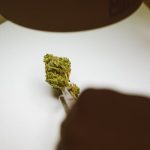 Семена конопли Velvet Bud от производителя Ganja Seeds image_189.jpg