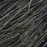 Срок годности семян конопли image_200.jpg