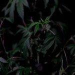 Семена конопли Auto Sweet Skunk feminised от Ganja Seeds image_236.jpg