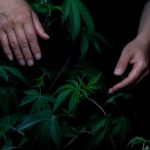 Семена конопли Californian Orange от Ganja Seeds image_260.jpg