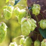 Сорта конопли и особенности семян конопли images177.jpg