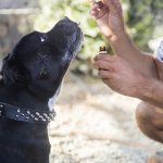 Семена конопли Auto Sweet Tooth от Ganja Seeds images269.jpg