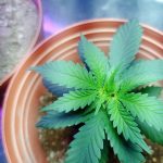 Культивирование безнаркотической конопли особенности и требования images28.jpg