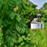 Преимущества и особенности приобретения семян конопли из-за границы images342.jpg