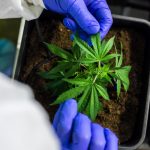 Полезные свойства и применение семян конопли images351.jpg