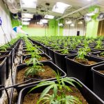 Выращивание конопли семенами основные этапы и правила посадки images361.jpg