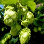 Семена конопли Auto Skaar feminised от GanjaVIP Seeds images394.jpg