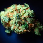 Покупка семян конопли где купить и что следует учитывать при приобретении images426.jpg