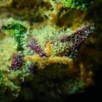 Семена конопли OG Kush regular от Humboldt Seeds images462.jpg