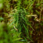 Запрет на семена конопли: обзор законодательства и перспектив использования images69.jpg